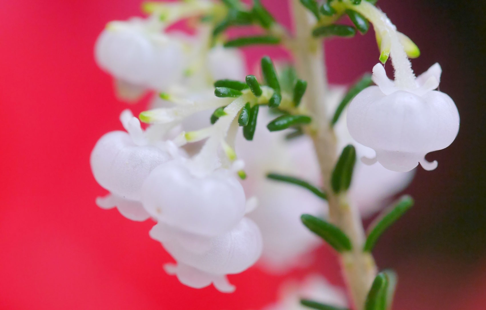 クリスマスエリカ 魅力 育て方 プレゼントにもおすすめの植物