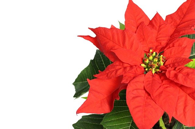 ポインセチア 赤く色づける育て方 クリスマスカラーで冬飾り